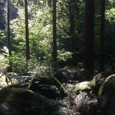 Forest Am Steinberg